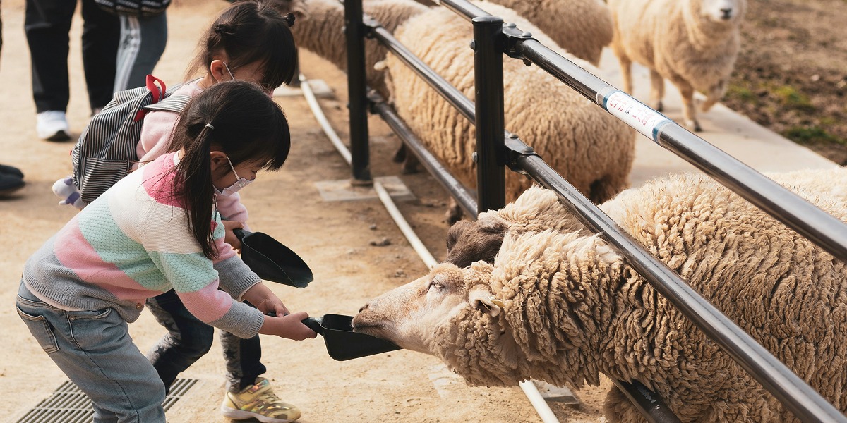 Niñas dando de comer a ovejas